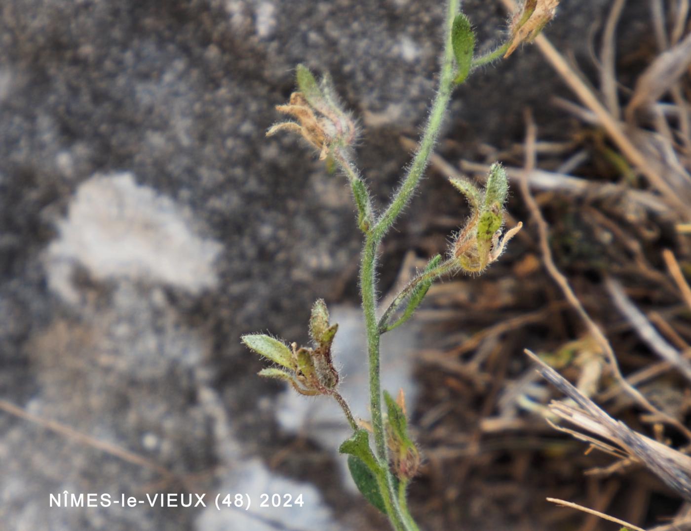 Toadflax, (Marjoram-leaved) fruit